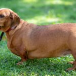 Egy dachshund kutya a zöld fűben, figyelemben állva.