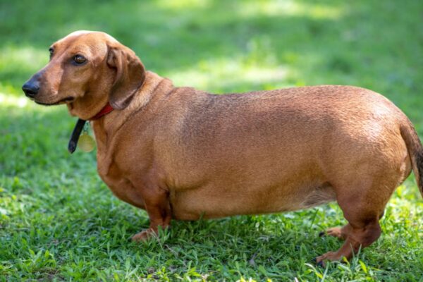 Egy dachshund kutya a zöld fűben, figyelemben állva.