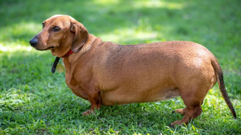Egy dachshund kutya a zöld fűben, figyelemben állva.