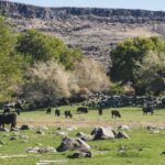 Fekete tehenek legelésznek a zöld mezőn