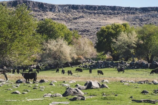 Fekete tehenek legelésznek a zöld mezőn