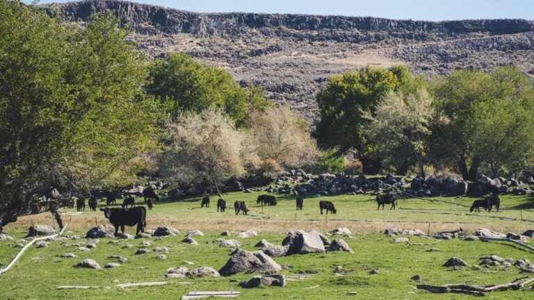 Fekete tehenek legelésznek a zöld mezőn