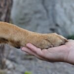Kutyapahol és emberi kéz összeérintése, hűség és gondoskodás